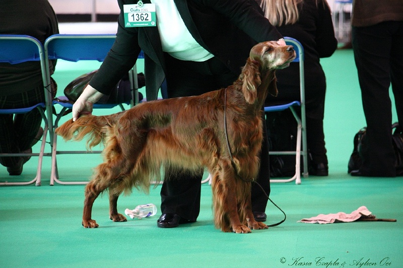 Crufts2011 012.jpg